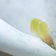 Closeup of a new growth on a white succulent plant