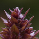Closeup of the tip of a salvia flower