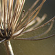 Closeup of a dried agapanthus seed-head