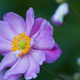 Closeup of pink Japanese Anemone flowers