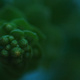 Closeup of buds of a succulent plant