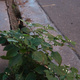 Weeds on a deserted street