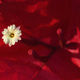 Closeup of a Bougainvillea flower