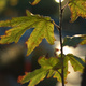 Closeup of Plane tree leaves, backlit by the sun