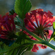 Closeup of Lantana flowers from below