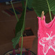 A pink singlet hanging in a shop window