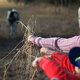 Hands holding out dried grass to feed cows