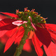 Closeup of a bright red flower