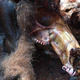 Closeup of the carcass of a kangaroo or wallaby