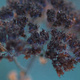 A dried sedum seedhead