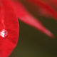 Drops of rain on a poinsettia bract