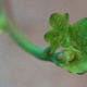 The tip of a Nasturtium runner