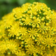 A large head of tiny yellow flowers