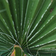 Closeup of a young palm frond