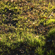 A fine layer of fresh grass backlit by the sun