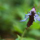 Closeup of a salvia flower