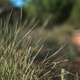 Closeup of a grass-like bush