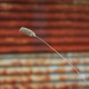 A dried grass seed-head aginst rusty corrugated iron