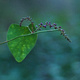 Closeup of a vine with tiny purple flowers