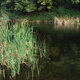 A view across the lake at Waterfall Gully