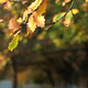 Autumn leaves in the foreground