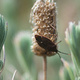 A beetle, sitting on a dried lavender flower