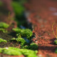 Closeup of moss growing in, and between, bricks