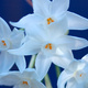 White jonquils against a blue background