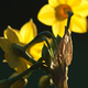 A spray of yellow jonquils, seen from behind