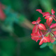 Closeup of a Euphorbia flower-head