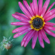 A purple Arctotis flower