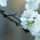Closeup of an almond blossom