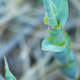 Closeup of bamboo shoots