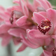 Closeup of a spray of Orchid flowers