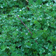 Raindrops on wet clover grass