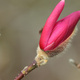 Closeup of pink magnolia buds