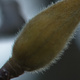 Closeup of a hairy magnolia bud