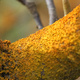 Orangey-yellow Lichen, growing on a branch