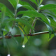 Rain drops on a Buddleia branch