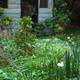 A green garden scene, with a cubbyhouse in the background