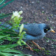 A honeyeater (bird)