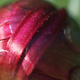 A closeup of an arctotis bud