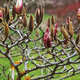 Magnolia buds, and the gnarly branches they grow on