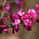 Closeup of Chinese Redbud flowers