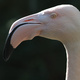 Close-up of a flamingo's head