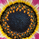 closeup of an arctotis flower