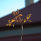 Young shoots on a tree