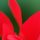 A red cyclamen flower against a green background