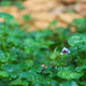 Closeup of a native violet plant