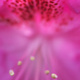 Closeup of the stamens on a Rhododendron flower